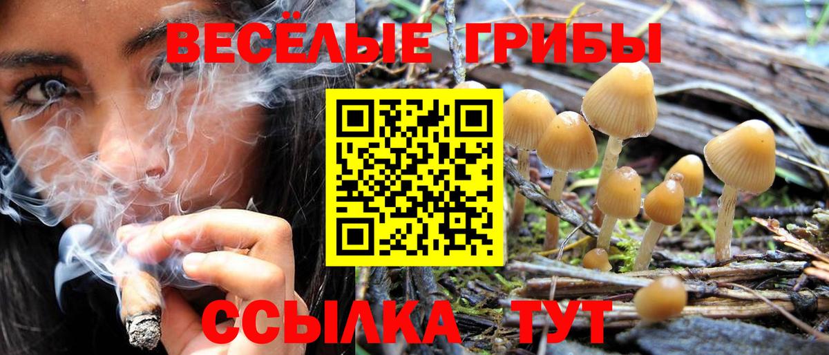 Псилоцибиновые грибы Psilocybe  Галлюциногенные грибы мицелий  Бердск 